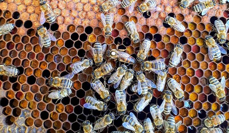 The Latest Buzz – July 2021